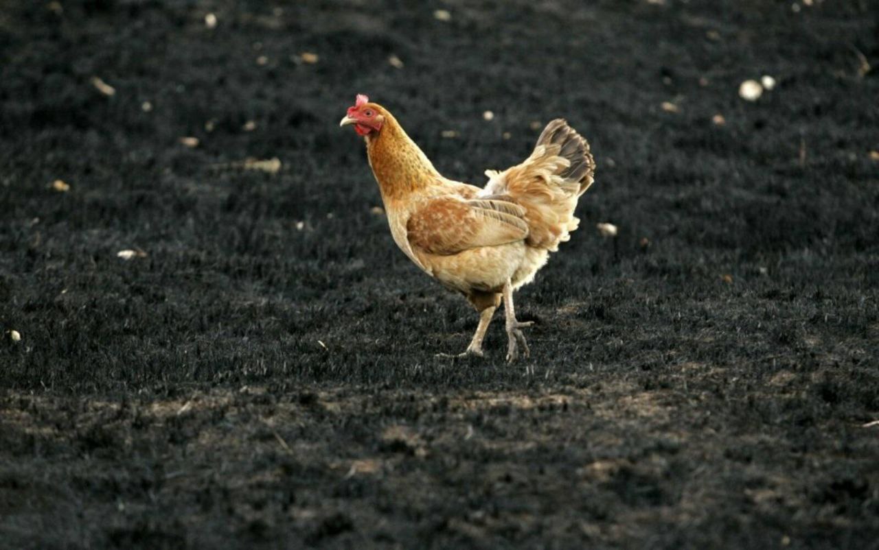 В отношении «Токарёвской птицефабрики» возбуждено дело из-за складирования куриного помёта в полях