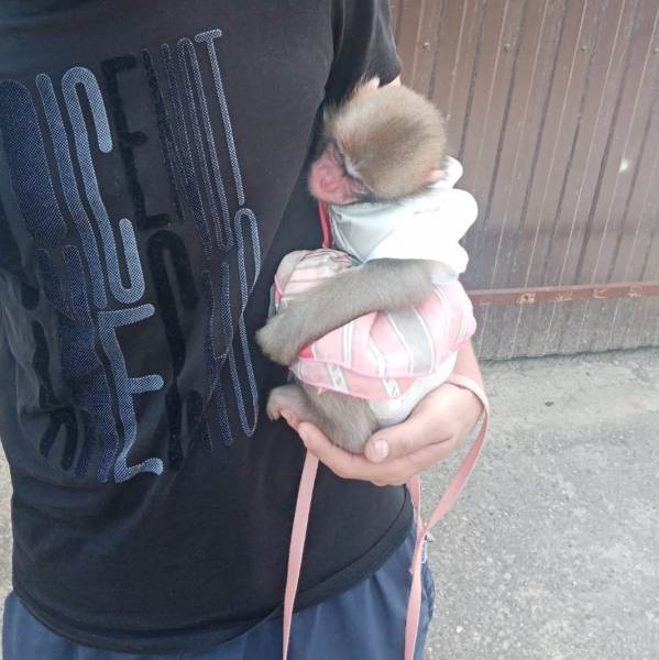 В Анапе проверяют на жестокое обращение с животными молодых людей, предлагающих фото с лемуром и обезьянкой