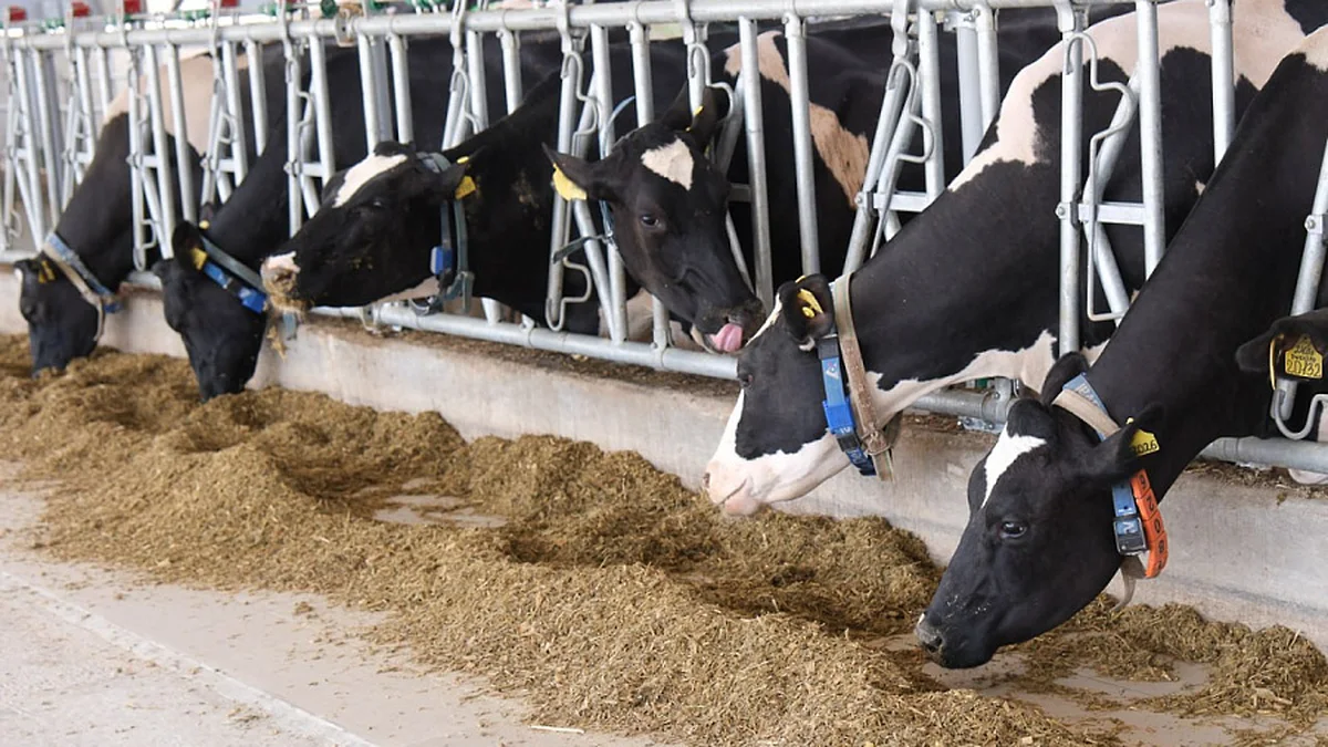 На Кубани запущена первая молочная ферма под управлением нейросети