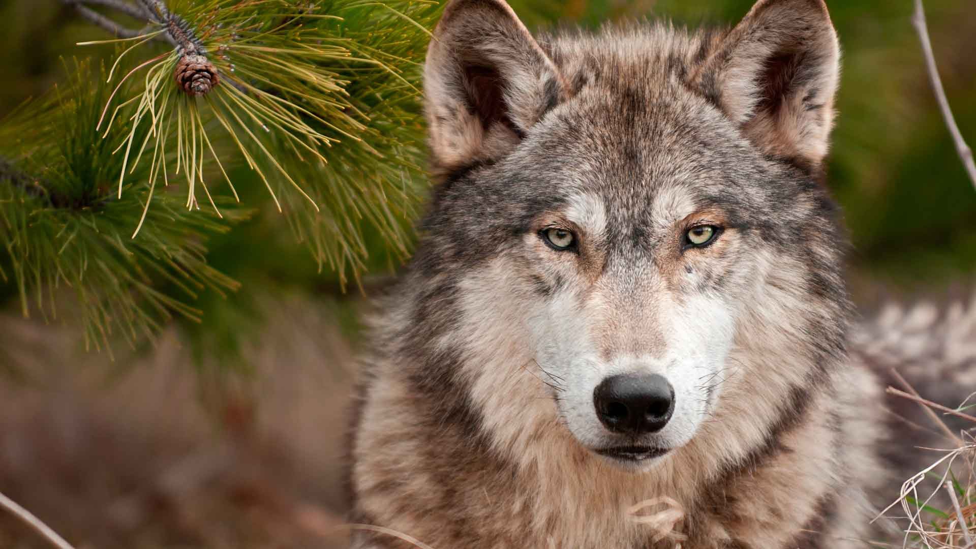 На юге Тамбовской области местное население обеспокоено участившимися встречами с волками