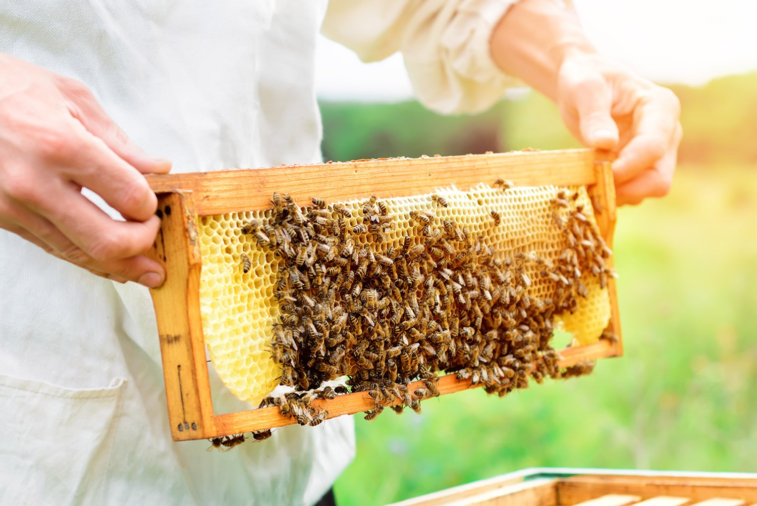 В Тамбовской области проведут День мёда