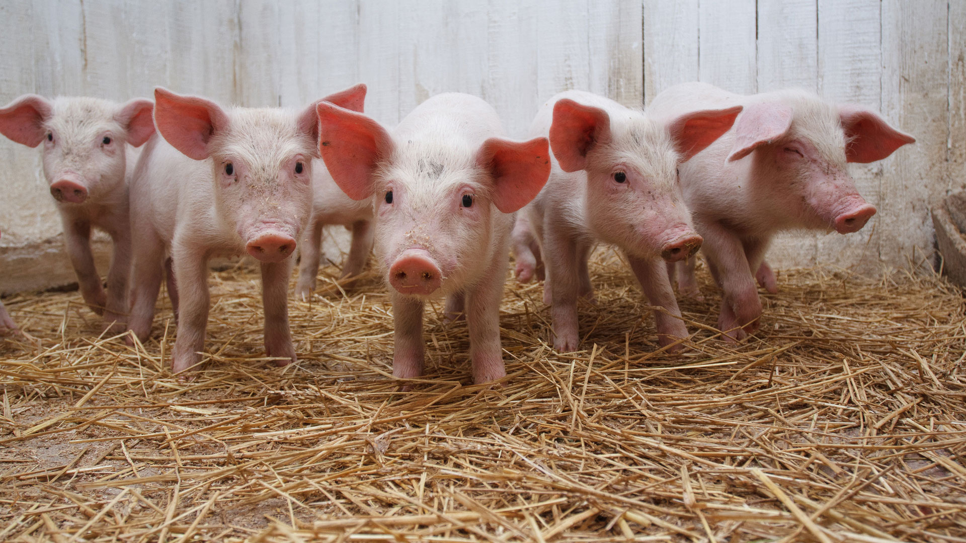 В Ставропольском крае могут уничтожить около двух тысяч голов свиней из-за африканской чумы