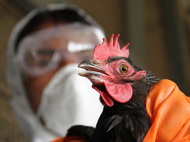 Башкирская птицефабрика останавливает продажу продукции на полгода из-за птичьего гриппа