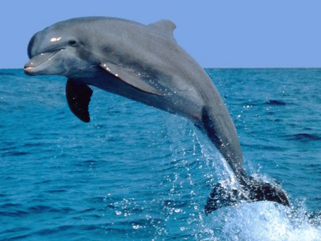 Власти Анапы предостерегают туристов от близкого контакта с дельфинами