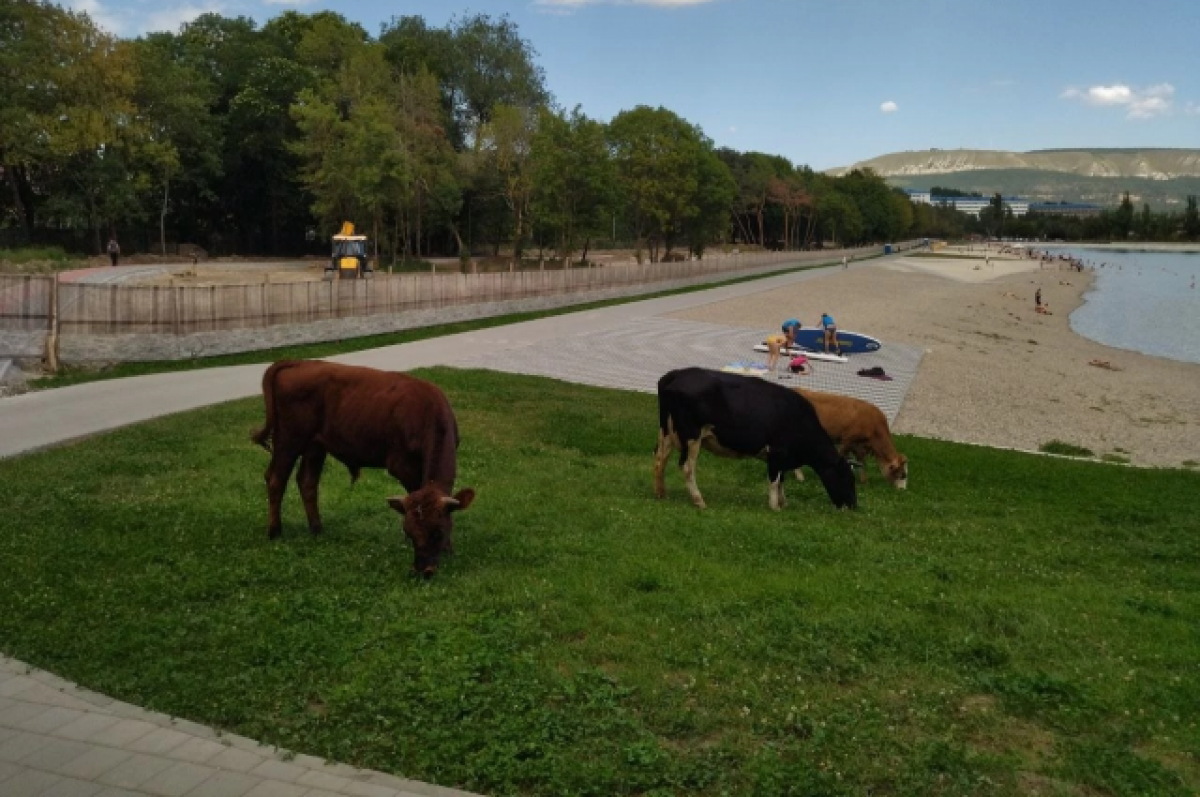 В Кисловодске коров отправили на штраф-стоянку