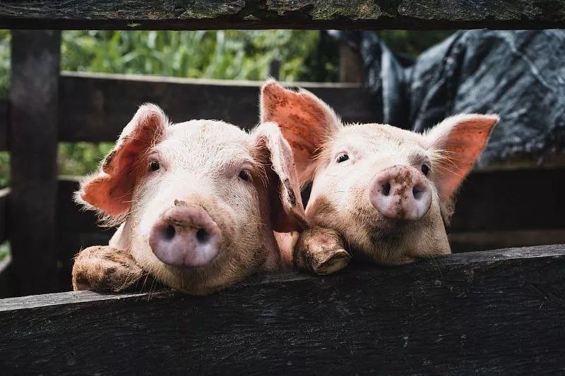 На Кубани выявлен новый очаг африканской чумы свиней