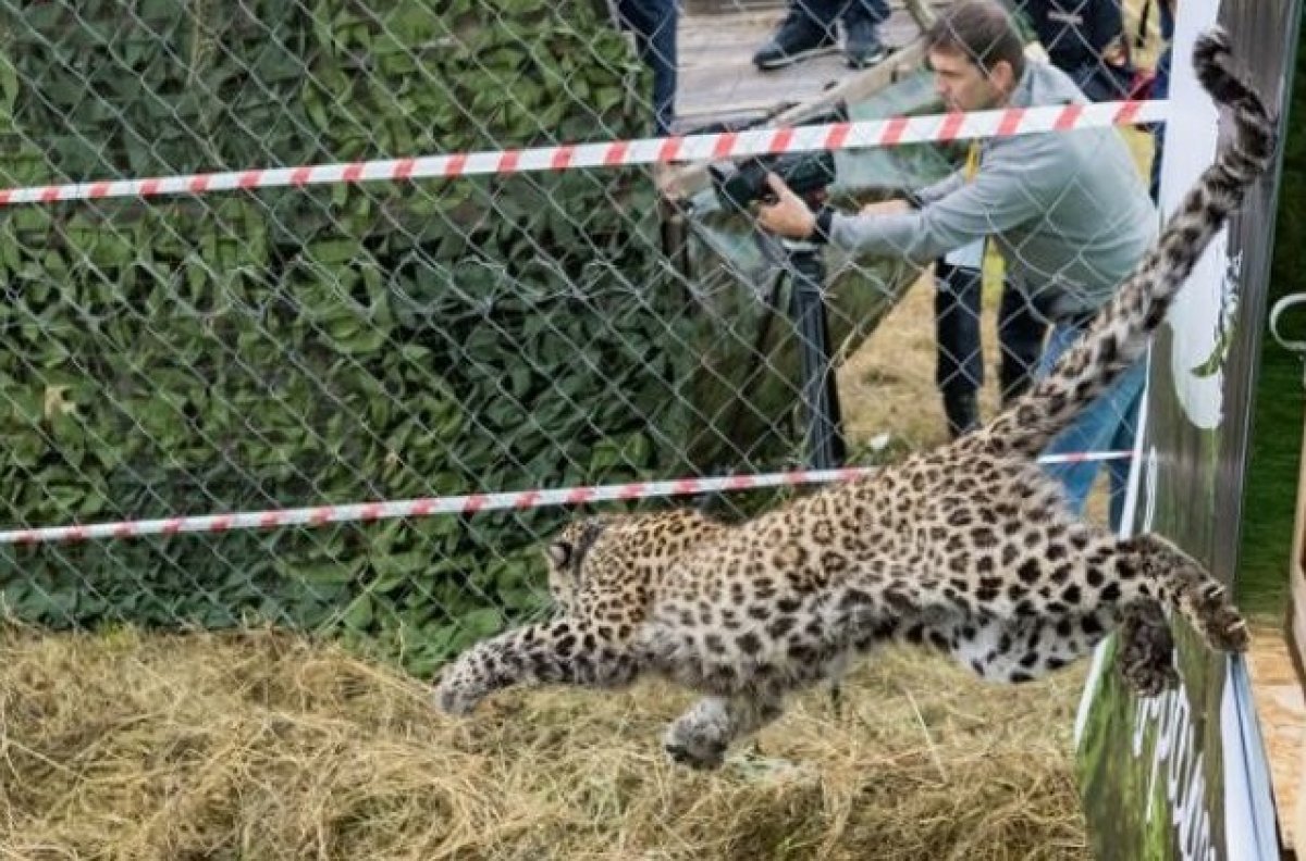 Леопарда Лео в Северной Осетии могли застрелить браконьеры