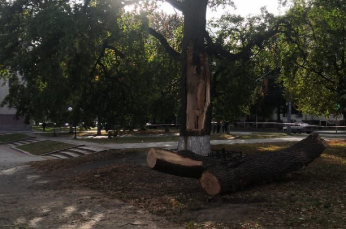 В Орле раскололся дуб, который посадили в день отмены крепостного права