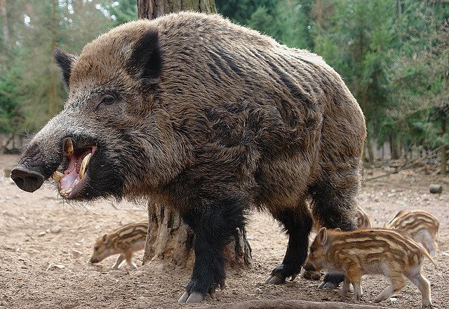 В Краснодарском крае из-за африканской чумы свиней введён запрет на охоту на кабана