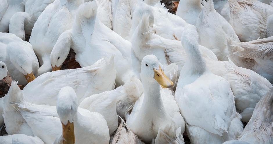 Ростовская «Дамате» начнёт экспорт мяса утки в Китай