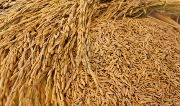 На Кубани выявлен ядовитый рис-сырец, выращенный рядом с полигоном ТБО