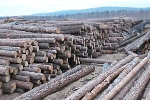 В Иркутской области возбуждено уголовное дело о контрабанде леса на 1 млрд рублей