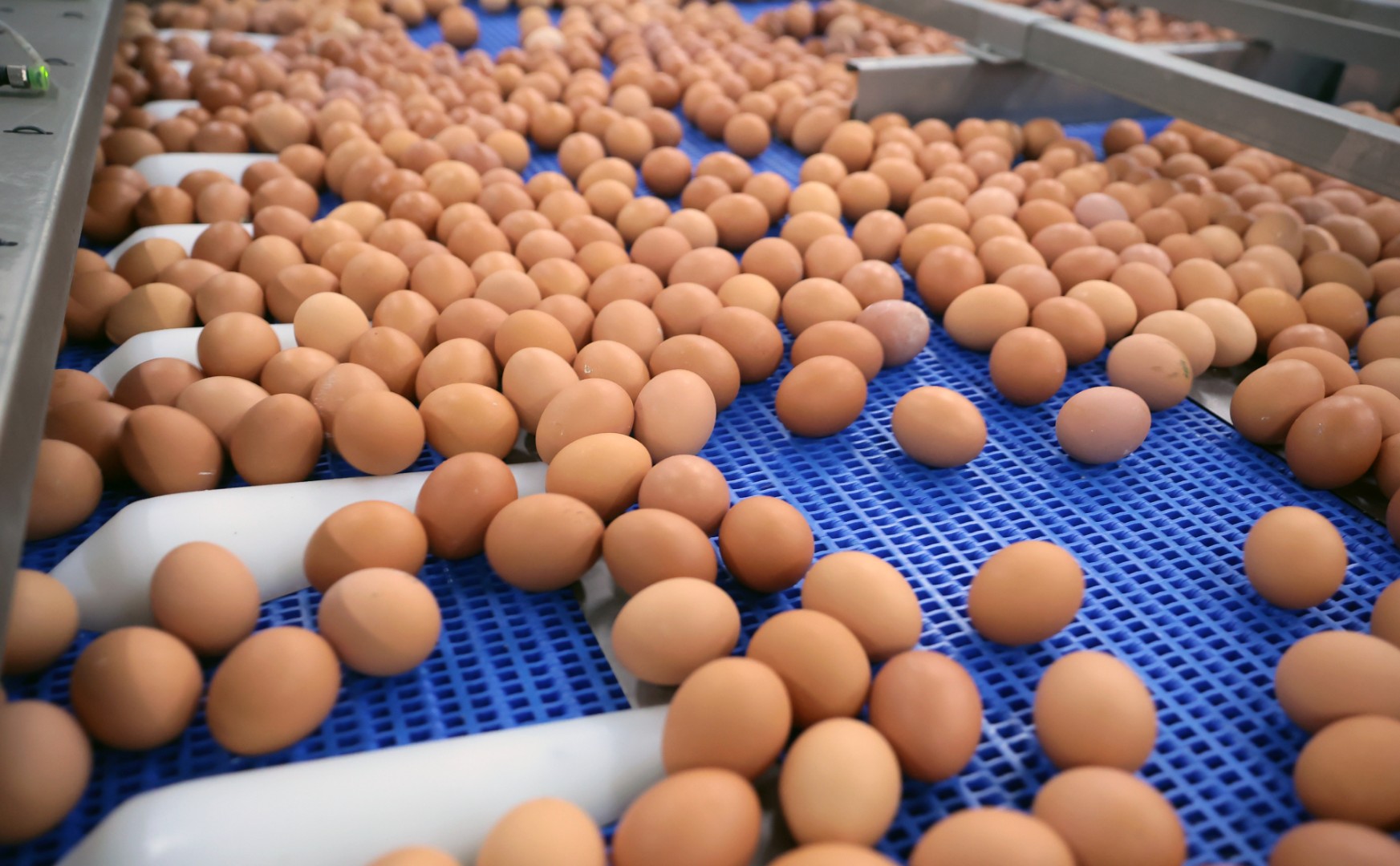 Управление сельского хозяйства Липецкой области договорилось с производителем о предельной цене на яйца