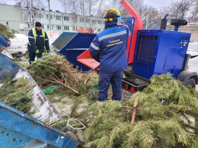 Тамбовский мусорный оператор соберёт отслужившие праздники новогодние ёлки для переработки
