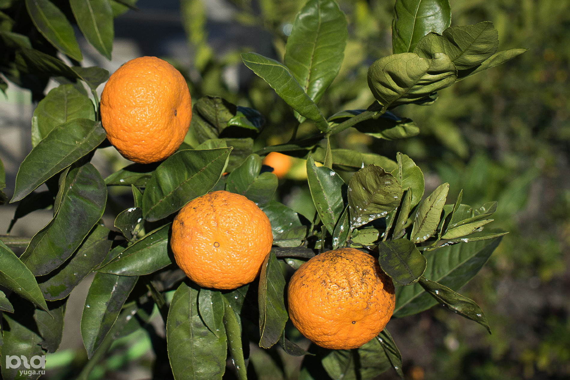 Исследователи Субтропического научного центра РАН в Сочи запатентовали три новых сорта мандаринов 