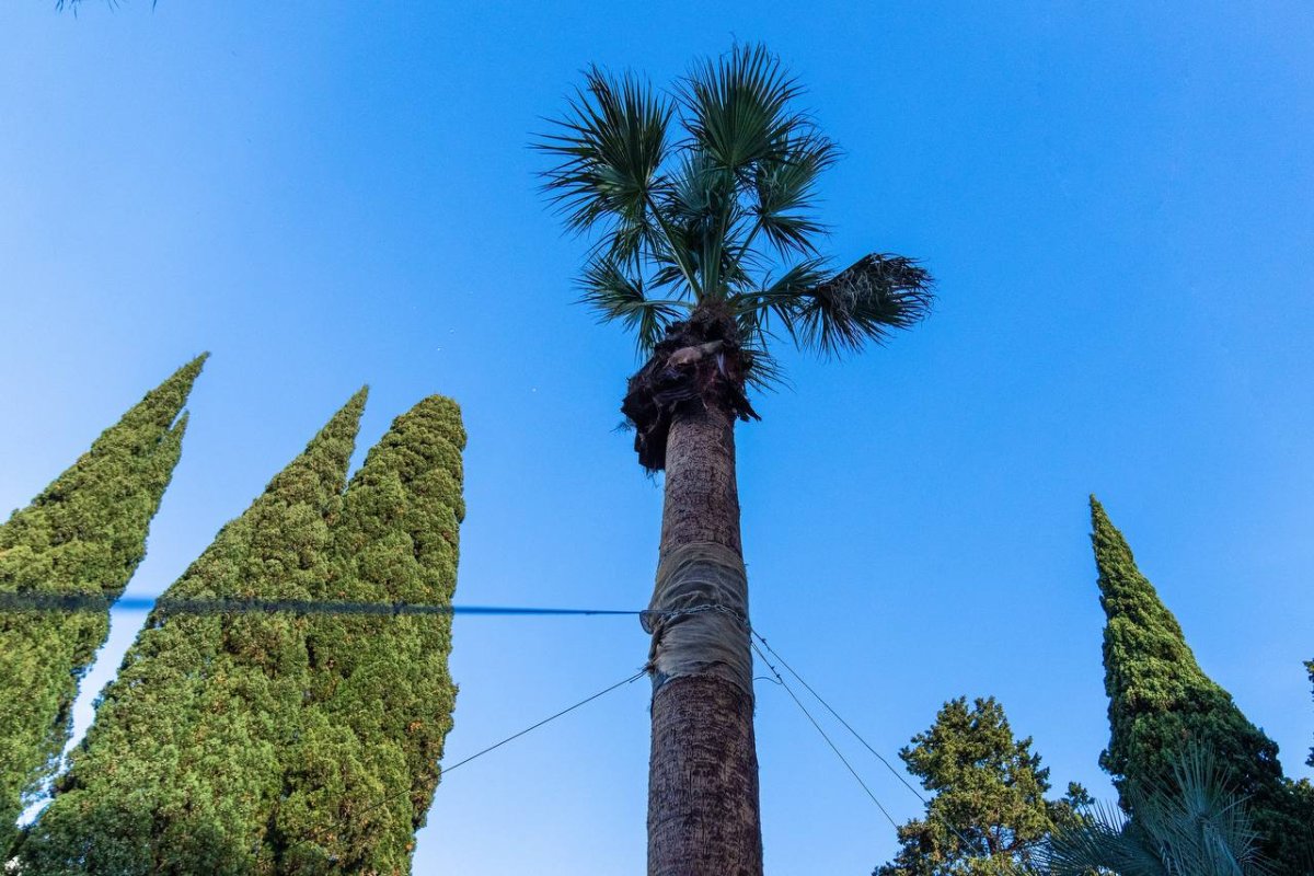В Сочи на средства от курортного сбора высадят более сотни пальм
