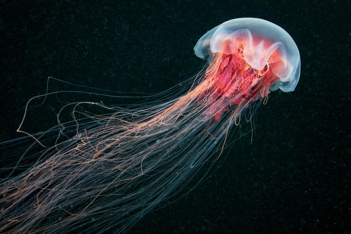 В Приморском океанариуме запустят совместный российско-китайский проект по разведению медуз