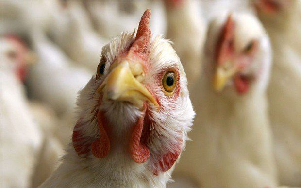 В Ростовской области обнаружен очаг птичьего гриппа и введён карантин