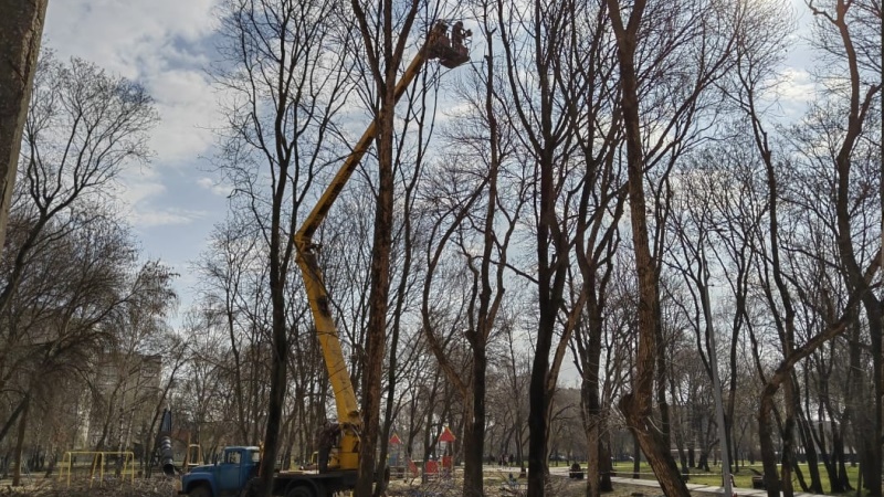 Опилкой и уборкой аварийных деревьев в Тамбове займётся подмосковный предприниматель