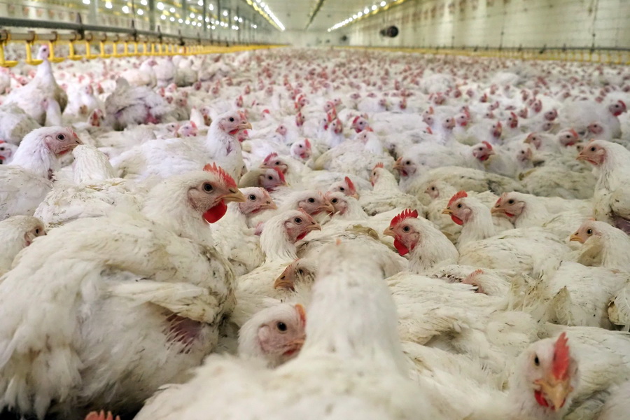 Прокуратура требует от «Птицефабрики Чамзинской» устранения нарушений безопасности пищевой продукции