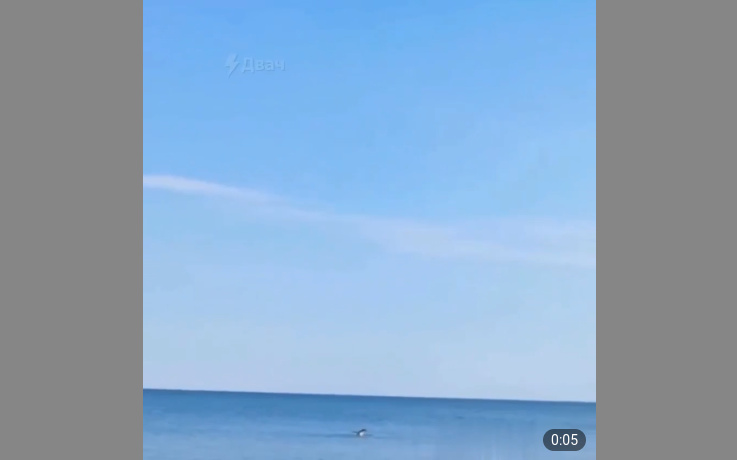 В Чёрном море заметили сбежавшего из частного зоопарка пингвина